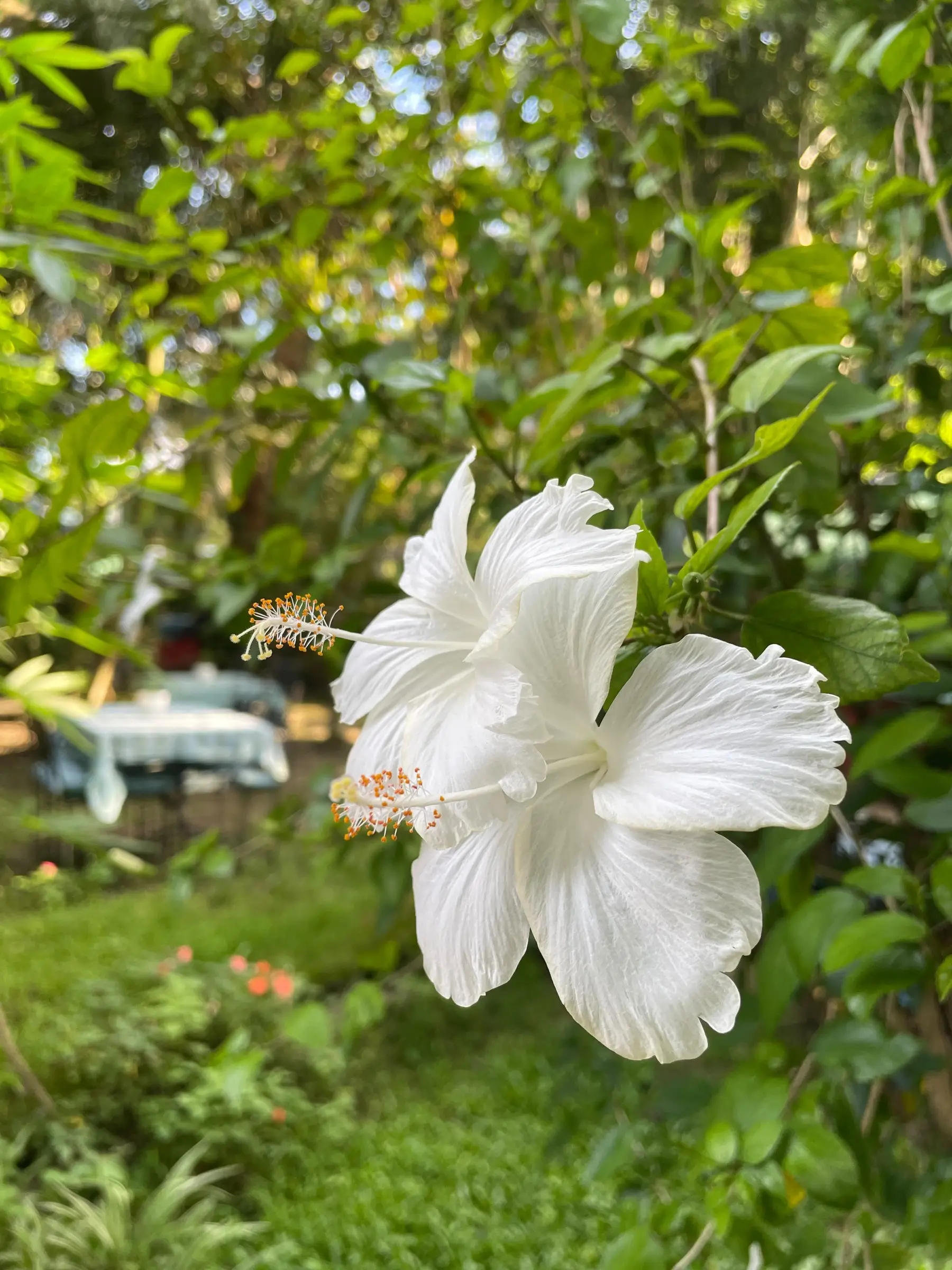 White hibiscus blooming in the Jiva Spa garden