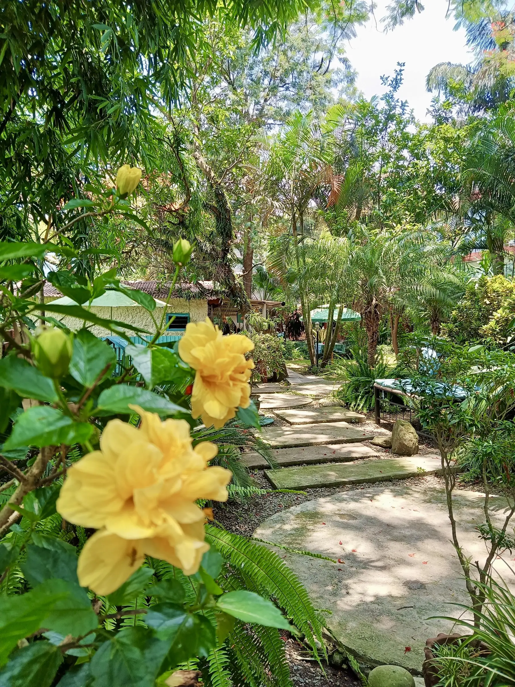 Yellow hibiscus beside a peaceful path through the tropical garden
